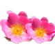 Rosa Mosqueta la flor que proteje las pieles más delicadas