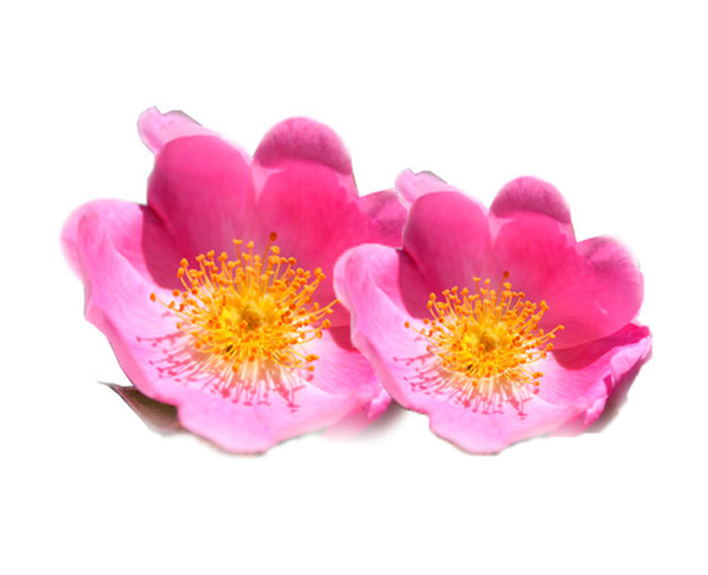 Rosa Mosqueta la flor que proteje las pieles más delicadas